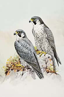 Looking Away Collection: Peregrine falcon (Falco peregrinus), male and female, perching on a rock, looking away