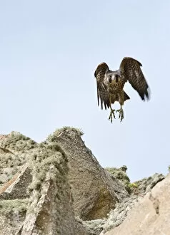 Images Dated 27th May 2008: Peregrine Falcon Fledgling Flying
