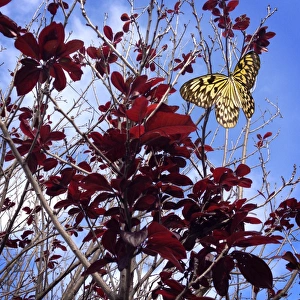 <b class=qtipBold><figcaption>Perfect Purple</figcaption></b><br>Paper Kite Butterfly on Black Plum Blossom tree leaves<br><em>© This image is subject to copyright.</em> Perfect Purple