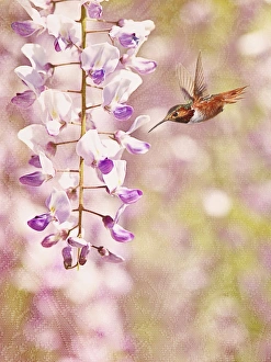 <b class=qtipBold><figcaption>Perfect Purple</figcaption></b><br>Allen's hummingbird visits lilacs<br><em>© This image is subject to copyright.</em> Perfect Purple