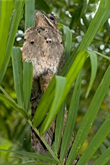 Perfectly camouflaged Common Potoo -Nyctibius griseus- breeding on a tree stump with its Perfectly camouflaged Common Potoo -Nyctibius griseus- breeding on a tree stump with its