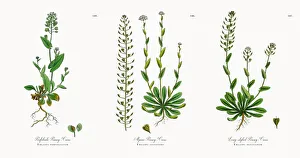 Perfoliate Penny-Cress, Thlaspi perfoliatum, Victorian Botanical Illustration, 1863 Perfoliate Penny-Cress, Thlaspi perfoliatum, Victorian Botanical Illustration, 1863