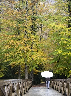 Person walking on a bridge of wood that crosses a forest with a white umbrella in autumn Person walking on a bridge of wood that crosses a forest with a white umbrella in autumn