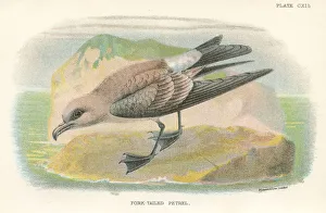 Petrel birds from Great Britain 1897 birds from Great Britain 1897 Petrel birds from Great Britain 1897 birds from Great Britain 1897