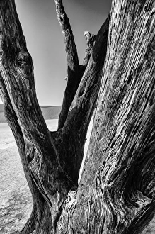 Ultimate earth prints/amazing deserts/petrified tree dead vlei Ultimate earth prints/amazing deserts/petrified tree dead vlei