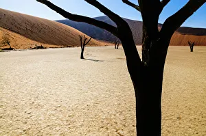 Ultimate earth prints/amazing deserts/petrified trees dead vlei Ultimate earth prints/amazing deserts/petrified trees dead vlei