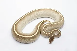 Phantom Mojave Het Ghost Ball Python or Royal Python -Python regius-, female Phantom Mojave Het Ghost Ball Python or Royal Python -Python regius-, female