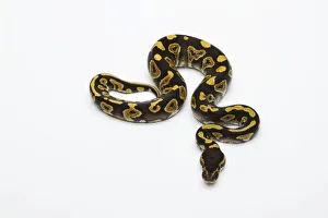 Phantom Yellow Belly Ball Python or Royal Python -Python regius-, male Phantom Yellow Belly Ball Python or Royal Python -Python regius-, male