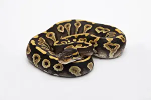 Ball Python Female Prints: Phantom Yellow Belly Ball Python or Royal Python -Python regius-, female