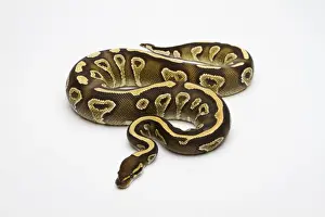 Ball Python Prints: Phantom Yellow Belly Ball Python or Royal Python -Python regius-, female