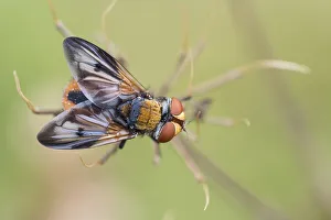 Phasia aurigera (Phasia aurigera), Hesse, Germany Phasia aurigera (Phasia aurigera), Hesse, Germany