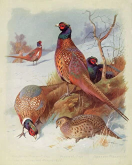 Group Collection: Pheasant Family