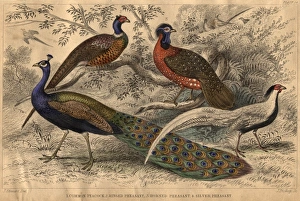 Pheasant Family