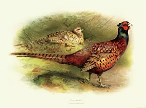 Etching Gallery: Pheasant illustration 1900