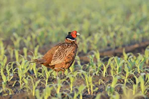 Pheasant -Phasianus colchicus- in a maize field, North Rhine-Westphalia, Germany Pheasant -Phasianus colchicus- in a maize field, North Rhine-Westphalia, Germany