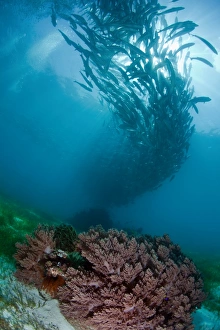 <b class=qtipBold><figcaption>swarm</figcaption></b><br>Philippines. Balicasag.Huge school of jack-fish at shallow.<br><em>© Andrey Narchuk</em> swarm