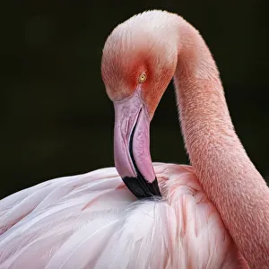 <b class=qtipBold><figcaption>Phoenicopterus</figcaption></b><br>Phoenicopterus.<br><em>© © QuimG</em> Phoenicopterus