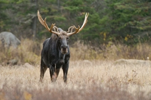 Moose Moose