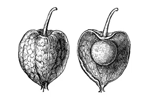 Physalis alkekengi (bladder cherry, Chinese lantern) Physalis alkekengi (bladder cherry, Chinese lantern)