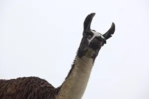 This a picture of a llama in the Machu Picchu ruins This a picture of a llama in the Machu Picchu ruins