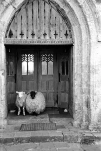 Sheep Prints: Church Sheep Print, 6th August 1955