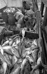 Traditional Fishing Methods Prints: Codfish Sorting