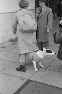 Classic Pet Photography Prints: Bull Terrier At Crufts