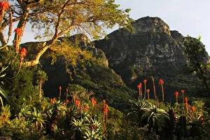 A picture taken in Kirstenbosch National Botanical Garden from Mathews Rockery, Cape Town A picture taken in Kirstenbosch National Botanical Garden from Mathews Rockery, Cape Town