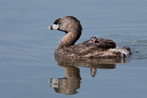 <b class=qtipBold><figcaption>Pied-billed Grebe with chick</figcaption></b><br>Pied-billed Grebe (Podilymbus podiceps), Ontario, Canada.<br><em>© Jim Cumming</em> Pied-billed Grebe with chick