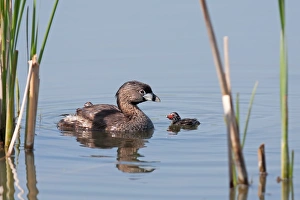 <b class=qtipBold><figcaption>Pied-billed Grebe with chicks</figcaption></b><br>Pied-billed Grebe (Podilymbus podiceps), Ontario, Canada.<br><em>© Jim Cumming</em> Pied-billed Grebe with chicks