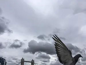 Photographers/david trood photography/pigeon flying past london bridge Photographers/david trood photography/pigeon flying past london bridge