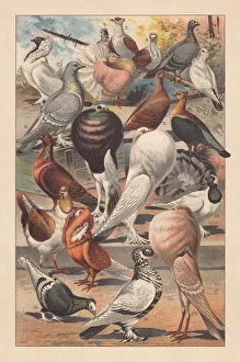 Pigeons, lithograph, published in 1893 Pigeons, lithograph, published in 1893