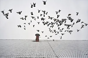 Pigeons taking flight from the snow-covered roof of a barn, Eckenhaid, Eckental, Middle Franconia Pigeons taking flight from the snow-covered roof of a barn, Eckenhaid, Eckental, Middle Franconia