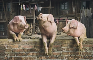 Three pigs having a chat in a remote Chinese village Three pigs having a chat in a remote Chinese village