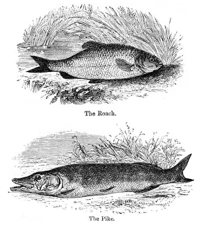 Pike and roach engraving 1878 Pike and roach engraving 1878