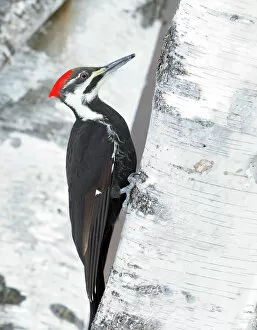 Images Dated 7th January 2012: Pileated Woodpecker on birch tree