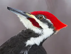 <b class=qtipBold><figcaption>Pileated Woodpecker profile</figcaption></b><br><em>© Jim Cumming</em> Pileated Woodpecker profile