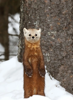 <b class=qtipBold><figcaption>Pine marten</figcaption></b><br><em>© Jim Cumming</em> Pine marten