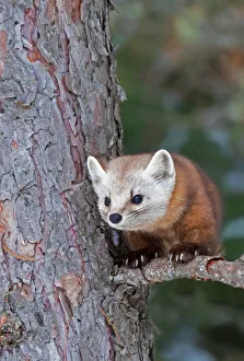 <b class=qtipBold><figcaption>Pine marten</figcaption></b><br><em>© Jim Cumming</em> Pine marten