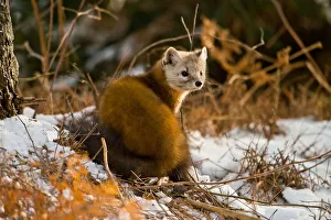 <b class=qtipBold><figcaption>Pine Marten</figcaption></b><br>A Pine Marten is sitting in some pine needles and snow.<br><em>© copyright 2015</em> Pine Marten