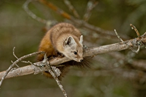 <b class=qtipBold><figcaption>Pine Marten On Branch</figcaption></b><br>A Pine Marten is sitting on a tree branch.<br><em>© copyright 2015</em> Pine Marten On Branch