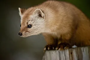 <b class=qtipBold><figcaption>Pine Marten On Post</figcaption></b><br>Pine Marten on a cut off fence post.<br><em>© copyright 2015</em> Pine Marten On Post