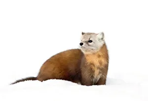 <b class=qtipBold><figcaption>Pine Marten in winter</figcaption></b><br><em>© @Jim Cumming</em> Pine Marten in winter