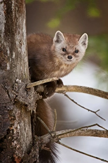 <b class=qtipBold><figcaption>Pine Martin</figcaption></b><br>This is a photograph of a Pine Martin on a branch of a Pine Tree. The background is composed of white, brown and green.<br><em>© Copyright 2012 Michael Cummings</em> Pine Martin