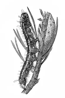 Pine moth in caterpillar state (Gastropacha pini) Pine moth in caterpillar state (Gastropacha pini)