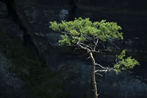 Pine -Pinus sp.- in front of a dark wall of rock in the Elbe Sandstone Mountains near Pine -Pinus sp.- in front of a dark wall of rock in the Elbe Sandstone Mountains near