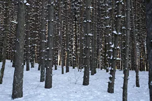 Pine tree forest in the snow, Shefford, Eastern Townships, Quebec Province, Canada Pine tree forest in the snow, Shefford, Eastern Townships, Quebec Province, Canada