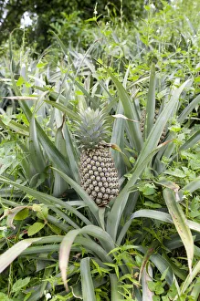 Pineapple -Ananas comosus- growing in a field, Maligatenna, Sri Lanka Pineapple -Ananas comosus- growing in a field, Maligatenna, Sri Lanka