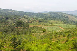 Pineapple fields, Udapalatha, Central Province, Sri Lanka Pineapple fields, Udapalatha, Central Province, Sri Lanka