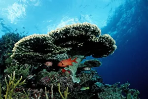 Pinecone soldierfish (Myripristis murdjan) under Table Coral, Indian Ocean, Maldives Pinecone soldierfish (Myripristis murdjan) under Table Coral, Indian Ocean, Maldives